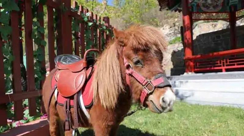 陕西四川甘肃复古特色旅游电动观光车,传统与现代科的完美结合