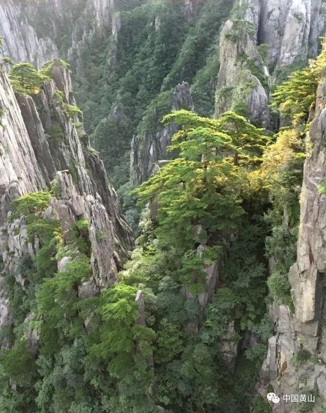 老一辈“门前有三树,家兴三世富”,都有“三树”?你家有没有?